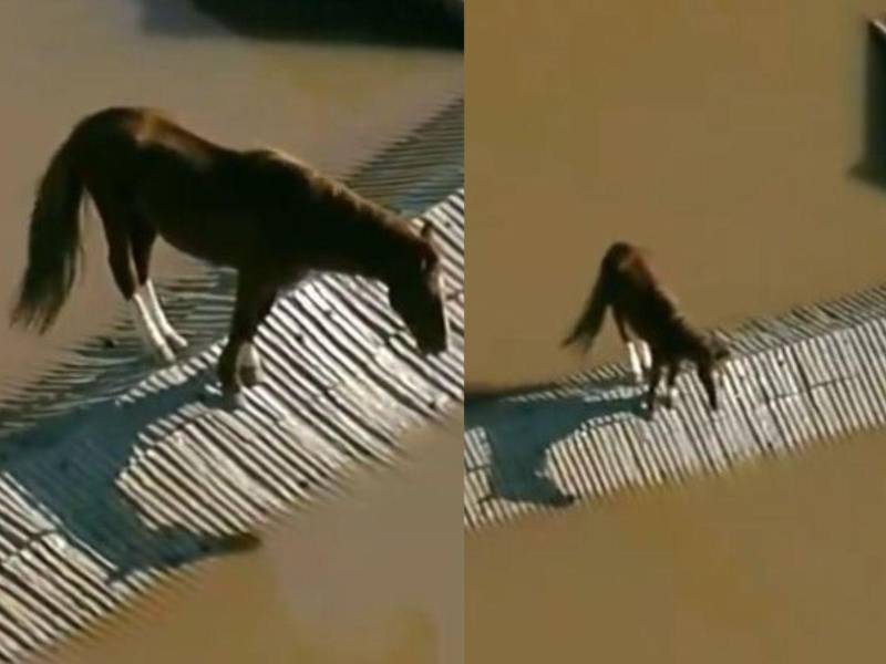 Capturas de pantalla del video donde el caballo esta encima del techo tras las inundaciones en Brasil.