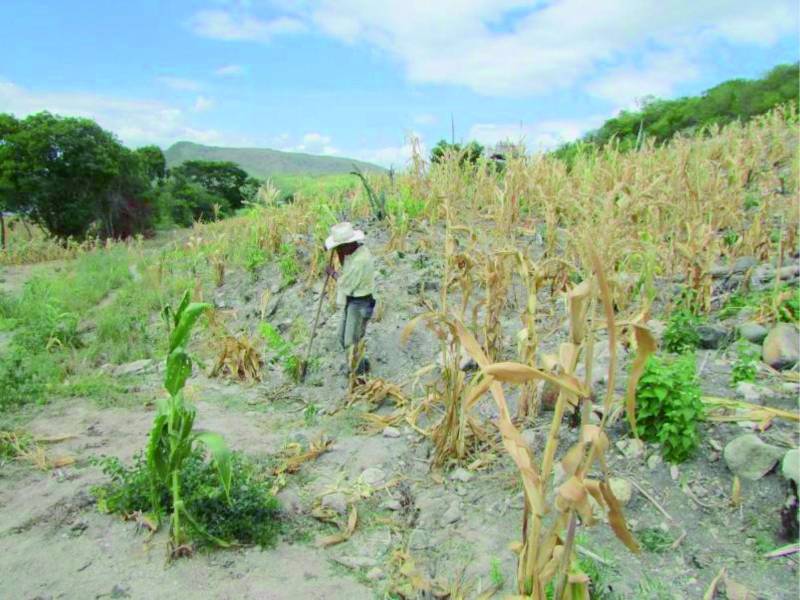 El problema de acceso a alimentos es mayor en el área rural, lo que aumentará por la poca producción en los próximos meses.