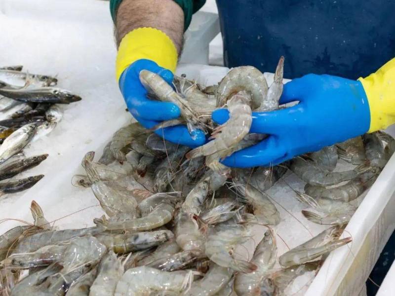 Bancada del Partido Libertad y Refundación de Honduras (Libre).