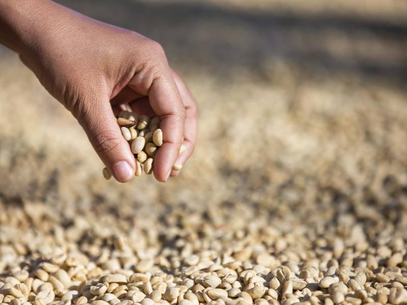 Las secadoras solares vienen a dar mucho más valor al café, facilitando al productor la producción de la misma.