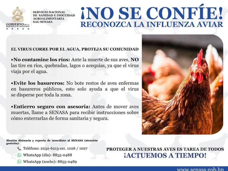 Aunque el contagio en humanos es poco frecuente, las autoridades recomiendan no manipular aves enfermas o muertas y reportar cualquier caso sospechoso para evitar riesgos.