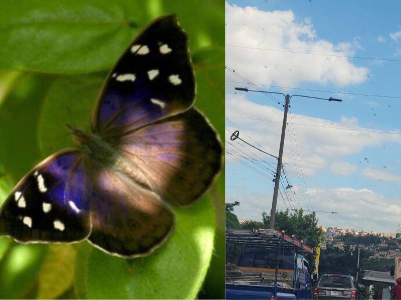 La enorme cantidad de mariposas ha llamado la atención de los ciudadanos de la capital hondureña.