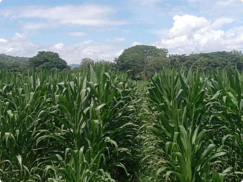 La canícula impactó y se reflejará en un déficit en la producción de maíz. Con esfuerzo, se espera unos 6.5 millones de quintales.