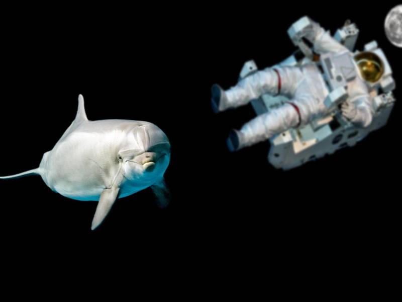 La nave espacial Juno de la Administración Nacional de la Aeronáutica y del Espacio (NASA), captó una increíble foto de un delfín que ha causado en los últimos días la atención del público a nivel internacional.