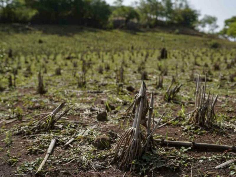 El Salvador se encuentra en estado de emergencia nacional por los efectos de la sequía generada por influencia del fenómeno de El Niño.