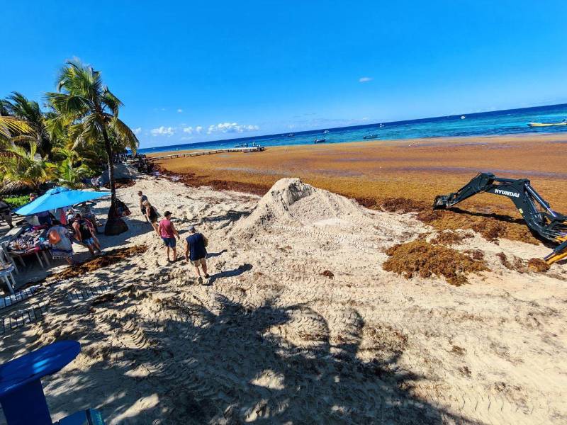 Autoridades municipales de Roatán han contratado maquinaria para retirar las extensas franjas de zargazo que invanden las playas de este destino paradisíaco.