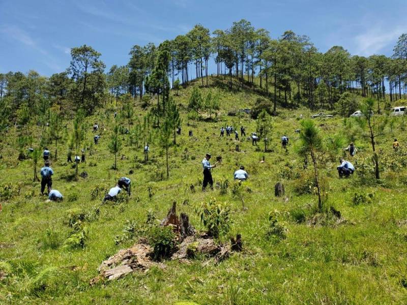 Las jornadas de reforestación ya están activadas, como está en la microcuenca Guaratoro.