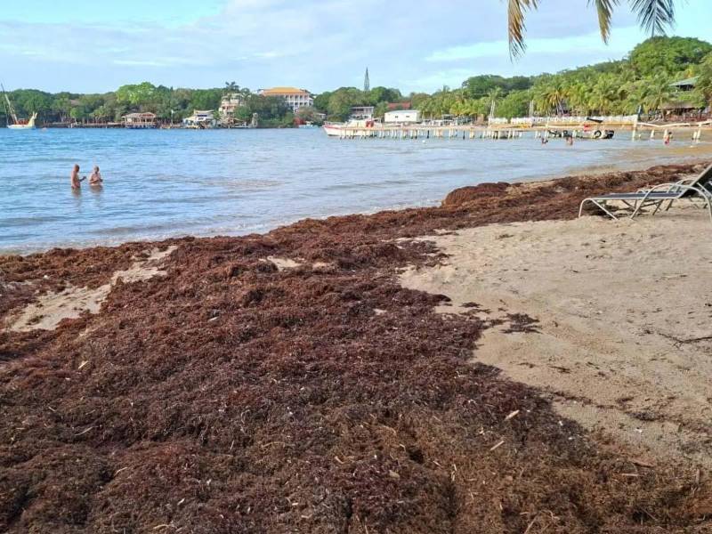 Las autoridades recomendaron tomar precauciones ante la posible acumulación de sargazo en las playas del Caribe hondureño.