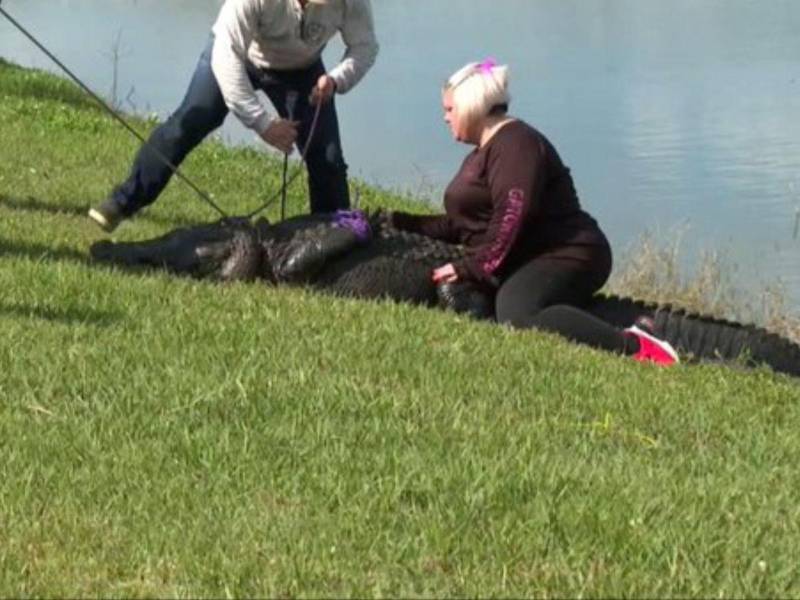El enorme caimán fue rescatado luego de atacar mortalmente a la anciana de 85 años.