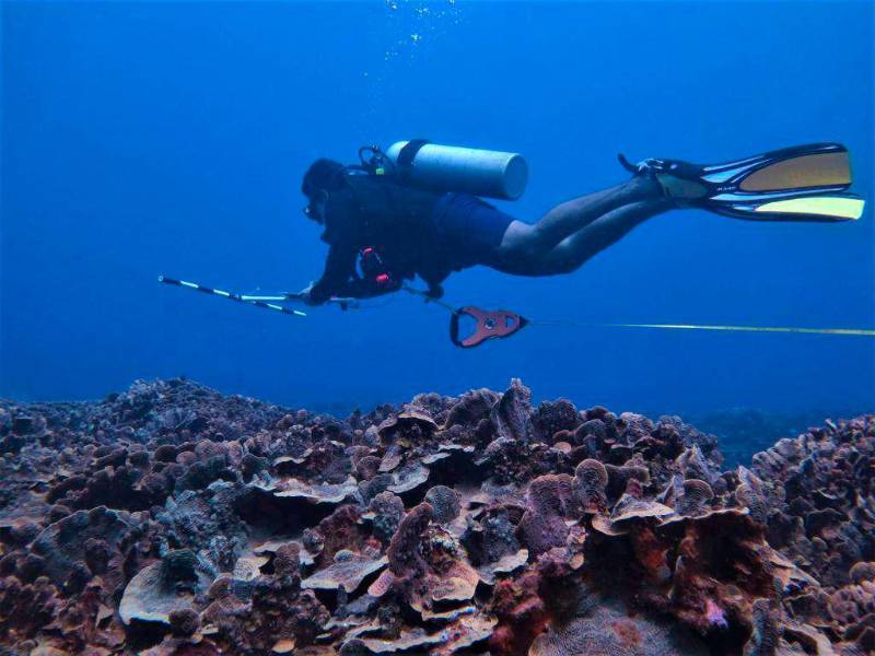 <b><span class=mln_uppercase_mln>Efectos.</span></b> El arrecife coralino de Tela ha sufrido severos daños.<span class=mln_uppercase_mln> </span>