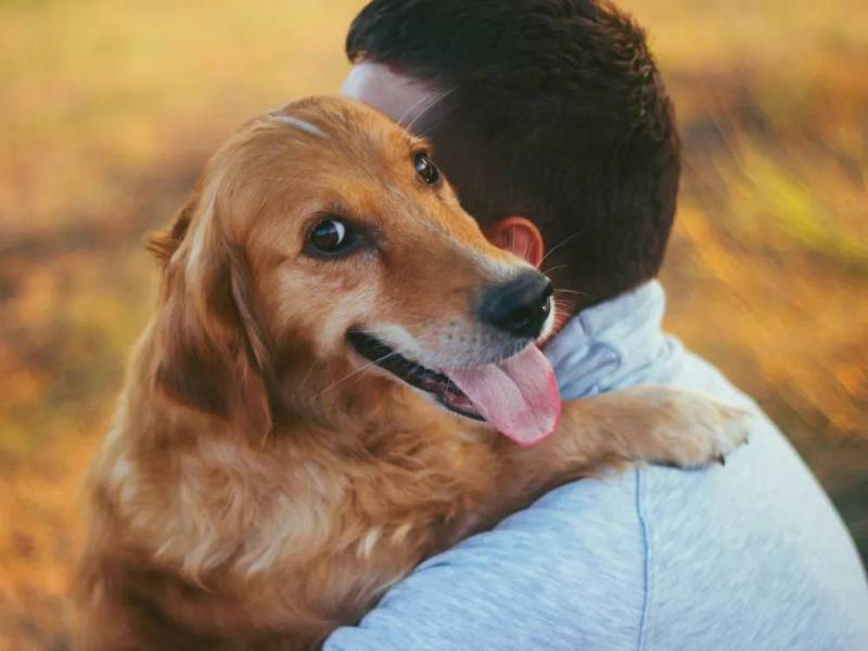 En las últimas décadas, la relación entre los canes y los seres humanos experimentó un cambio extremo. Lo que antes eran compañeros de caza, hoy se transformaron en miembros integrales del clan familiar. <b>¿Porqué los perros están entrando en una nueva fase de evolución según la ciencia?. El cambio de lugar que ocupan en el escenario familiar generó que los científicos pongan especial foco en un suceso sorprendente: la especie está atravesando cambios graduales y evolutivos</b>.