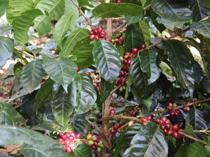 Actualmente, Honduras mantiene relaciones comerciales en temas de comercialización de café con 57 países.