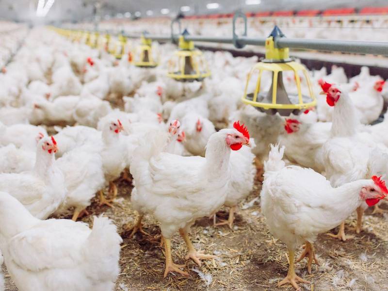 Senasa pidió a la población no tirar aves muertas en ríos, quebradas ni basureros, y reportar de inmediato cualquier síntoma sospechoso para evitar la propagación del virus.