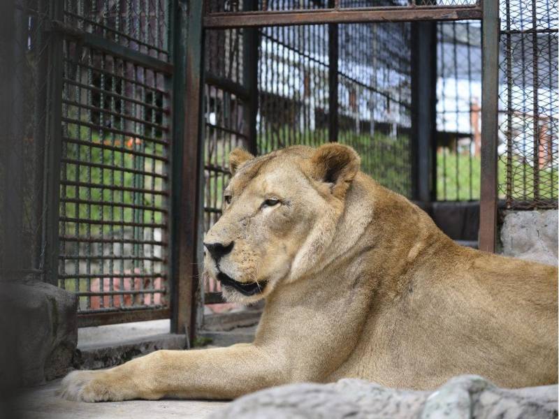 El zoológico alberga diversas especies de animales, incluidos los leones.