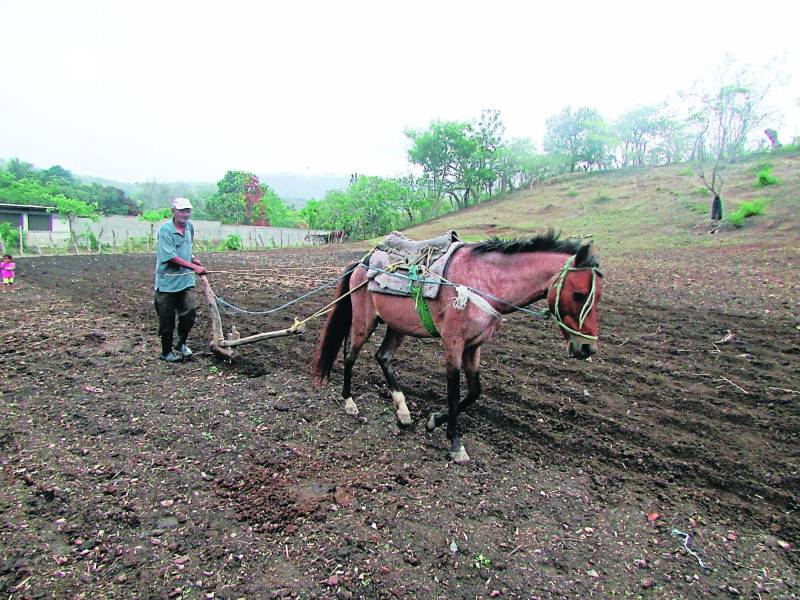 En Honduras se estima que son aproximadamente unos 250,000 productores que siembran maíz y frijol, según datos que maneja la SAG.