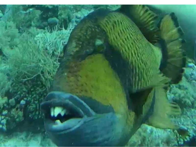 Un pez con dientes humanos atacó a un buceador que pasó cerca de sus crías.