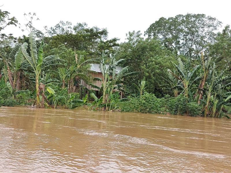 Los cultivos de plátano, arroz, yuca y granos básicos, se perdieron en Wampusirpi debido a las inundaciones.