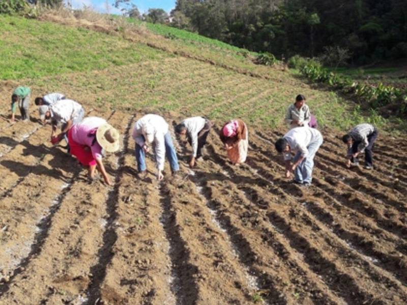 Honduras: 56,2 % de hogares rurales reporta deterioro en la alimentación infantil.