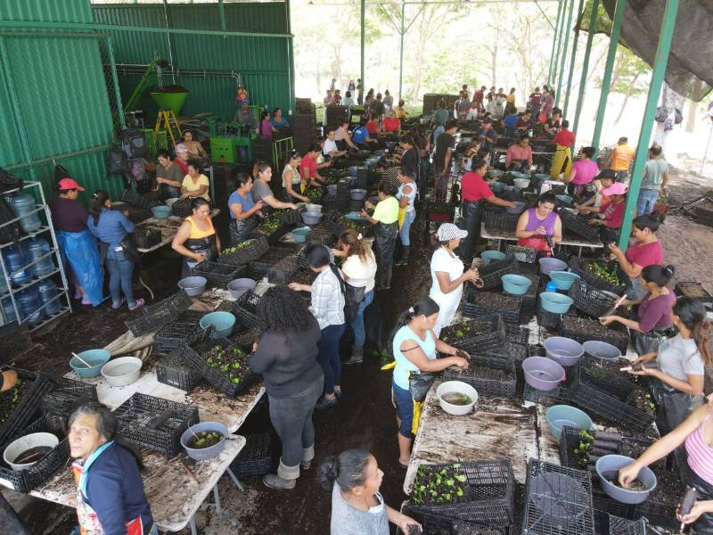 Viveros del proyecto Agrobosques en Comayagua, Copán, Yoro, Francisco Morazán y Olancho fortalecen la caficultura nacional.