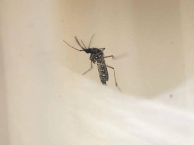 Vista del mosquito Aedes Aegypti, transmisor del dengue, en una fotografía de archivo.