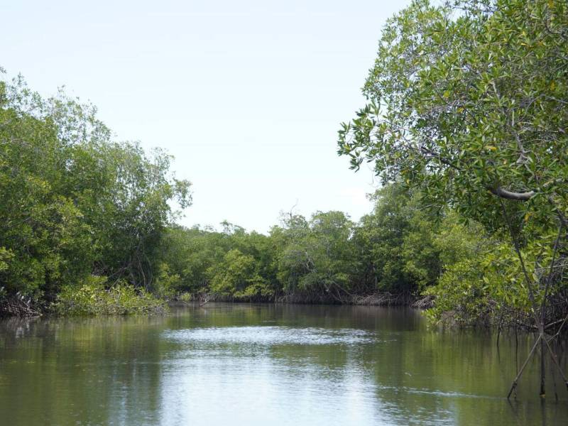 Seguros Verdes de Davivienda restaura 26 hectáreas de manglar en la región centroamericana