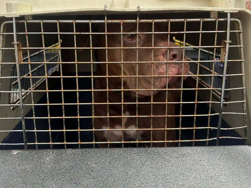 Vecinos del sector 4 de la colonia Hato de Enmedio, en Tegucigalpa, relataron las condiciones en las que permanecía Zeus, el perro pitbull que atacó en dos ocasiones a su dueño y que fue retirado este martes de la vivienda donde ocurrió el hecho.