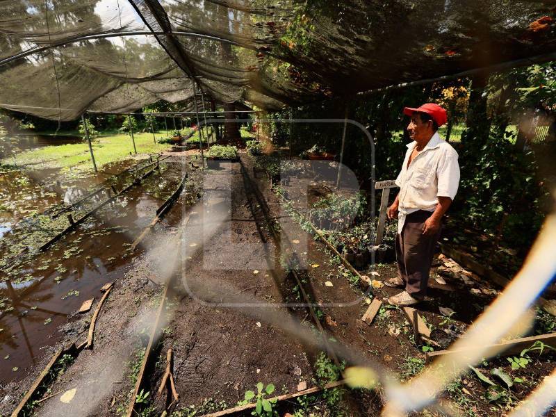 Durante el recorrido de Diario LA PRENSA por el sector de El Jaral, Santos Martínez intentaba trasladar sus plantas para salvarlas del avance del agua y evitar que la inundación las dañara.
