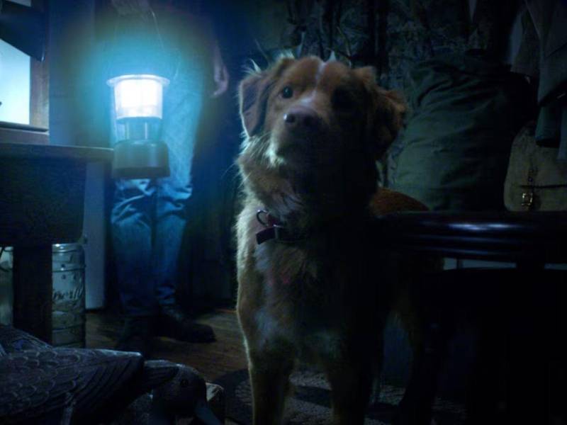 Indy nos recuerda que, incluso cuando la oscuridad se cierne sobre los humanos, el amor fiel de un perro no conoce límites.