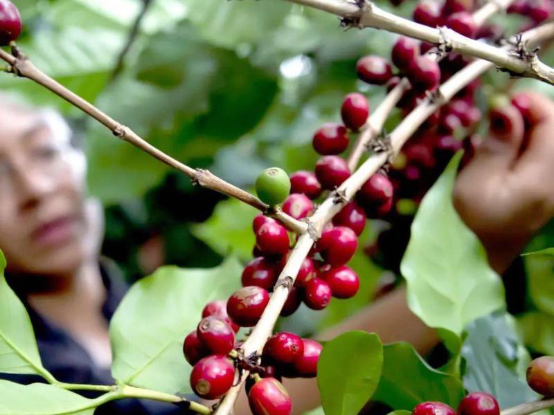 A tres meses de concluir el ciclo 2025-2026, Honduras ya supera el pronóstico de exportación de café de 6.5 millones de sacos.