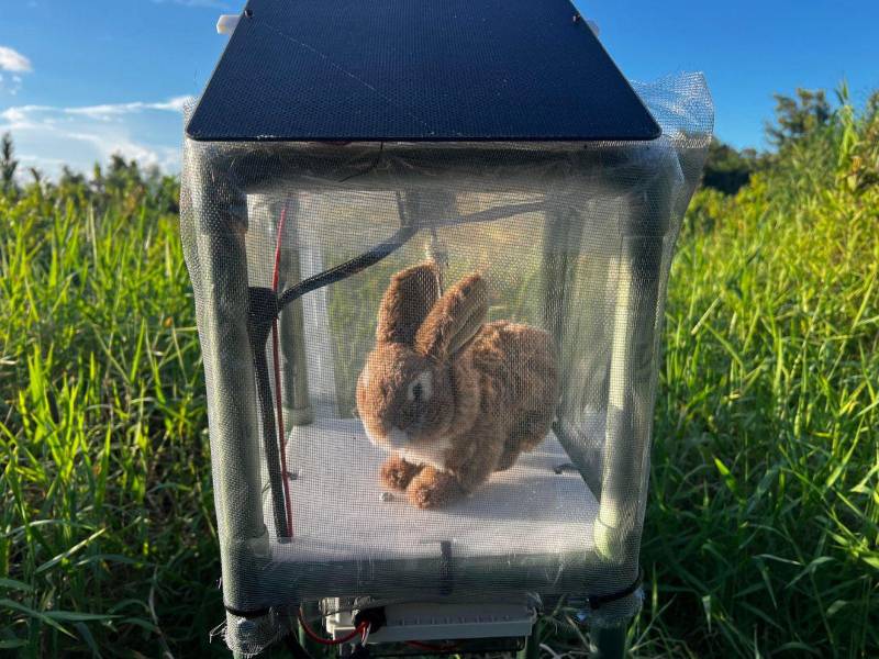 Los conejos robots simulan el olor y el calor corporal de estos animales, atrayendo a las serpientes para capturarlas.