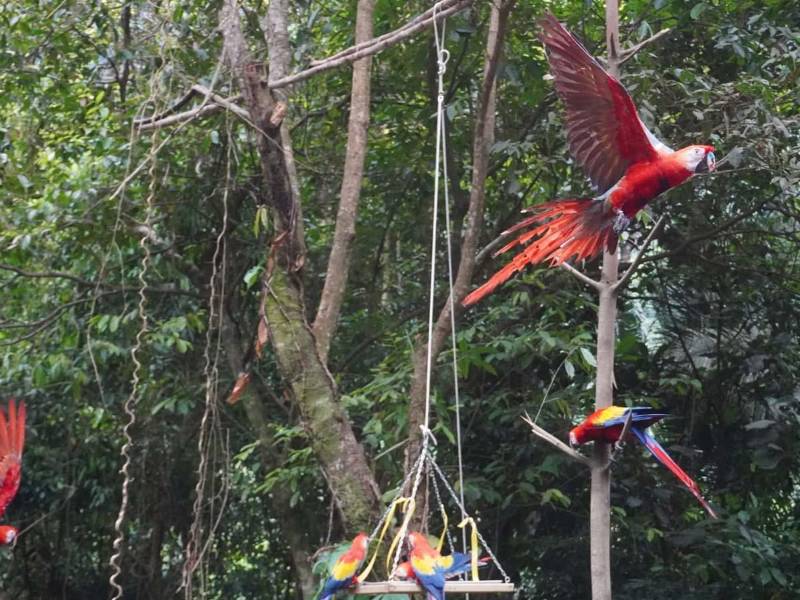 Guacamaya roja liberada en la cuenca del río Cangrejal durante un proyecto de reintroducción de fauna silvestre en La Ceiba.