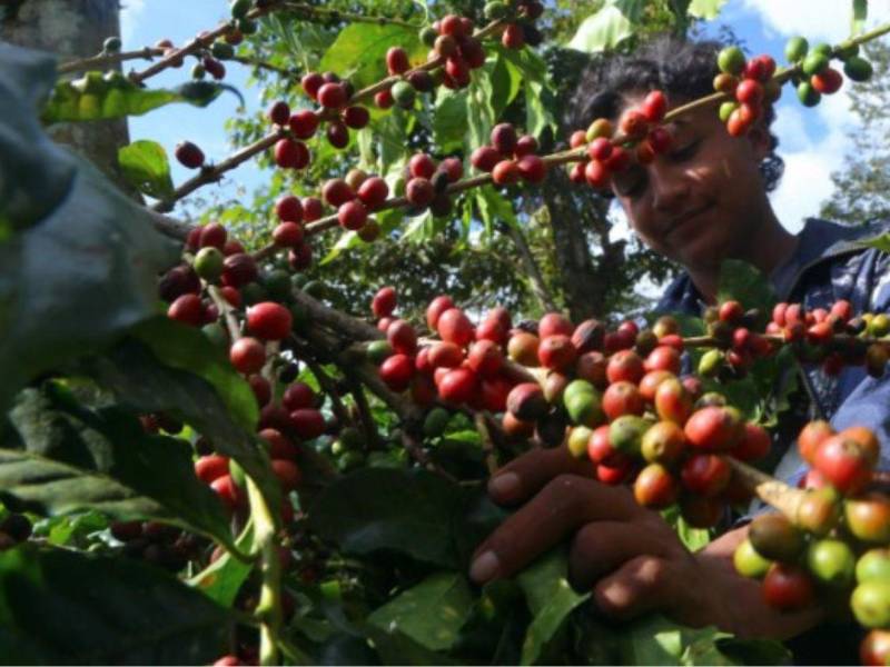 El evento coloca a Honduras en el<b> </b>mapa mundial del café de calidad.