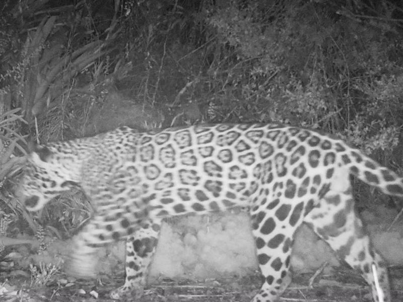 La foto nocturna del jaguar captada de noche, razón por la que se ve en blanco y negro. También fue capturada el 6 de febrero pasado en lo alto de El Merendón.