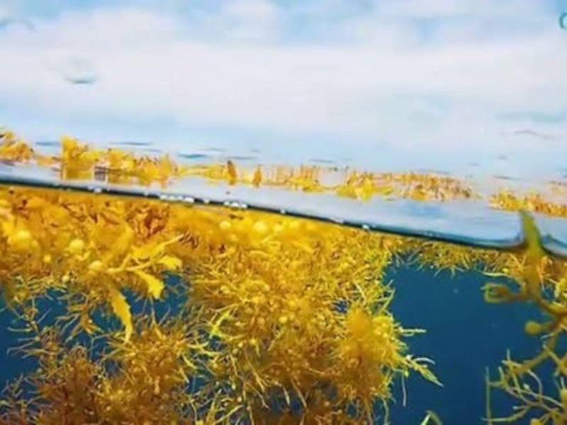 El sargazo es beneficioso mientras permanece en mar abierto, pero al llegar masivamente a las playas se descompone, genera fuertes olores y puede reducir el oxígeno disponible en las aguas costeras.