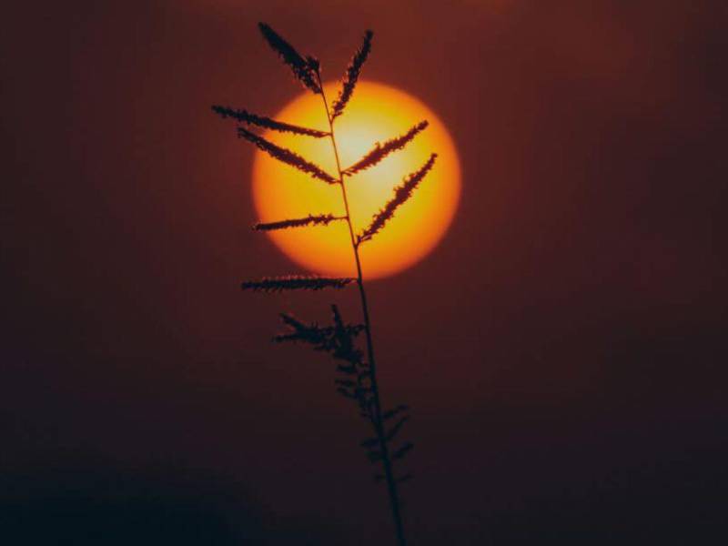 Este jueves 20 de marzo inició el equinoccio de primavera en el hemisferio norte de La Tierra y estos son los drásticos cambios que verás en el entorno.