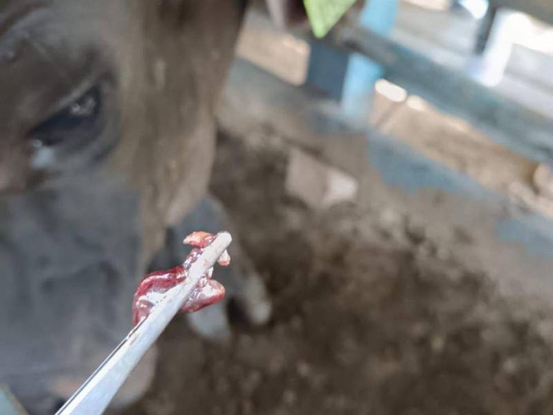 El gusano barrenador (Cochliomyia hominivorax), causante de la enfermedad conocida como miasis, ha dejado al menos 1,550 animales afectados en el país.