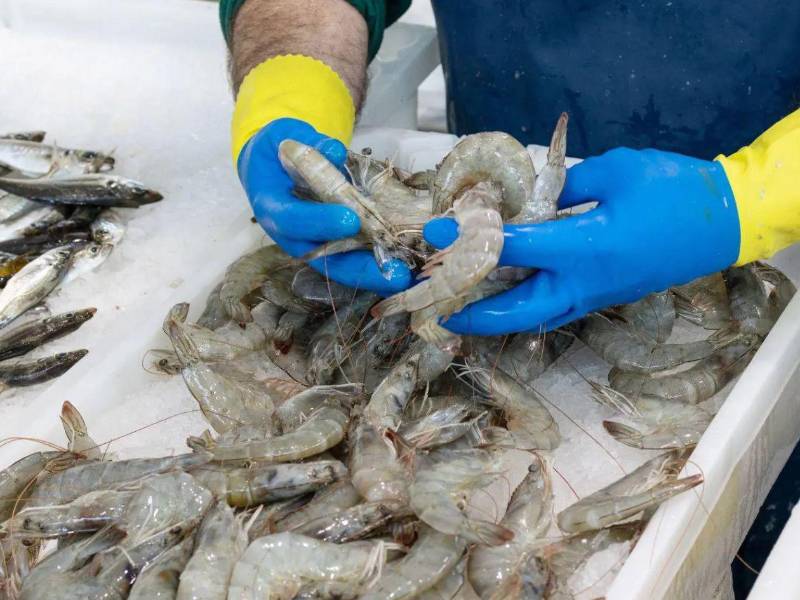 En agosto de 2025 se realizó el primer envío con 81,791 libras.