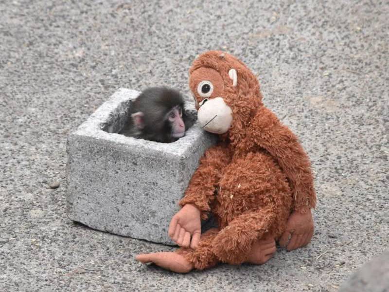Punch, un macaco japonés nacido el 26 de julio de 2025 en el Zoológico de Ichikawa, se ha convertido en protagonista inesperado de las redes sociales por un comportamiento tan singular como conmovedor: no se separa de un peluche de orangután que parece brindarle calma y protección.