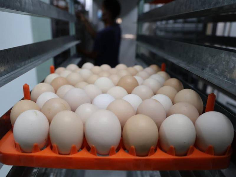 La planta de incubación avícola, ubicada en la Universidad Nacional de Agricultura (UNAG) en Catacamas, cuenta con capacidad para incubar hasta 31,000 huevos, incorporando tecnología moderna para mejorar la productividad del sector avícola hondureño.