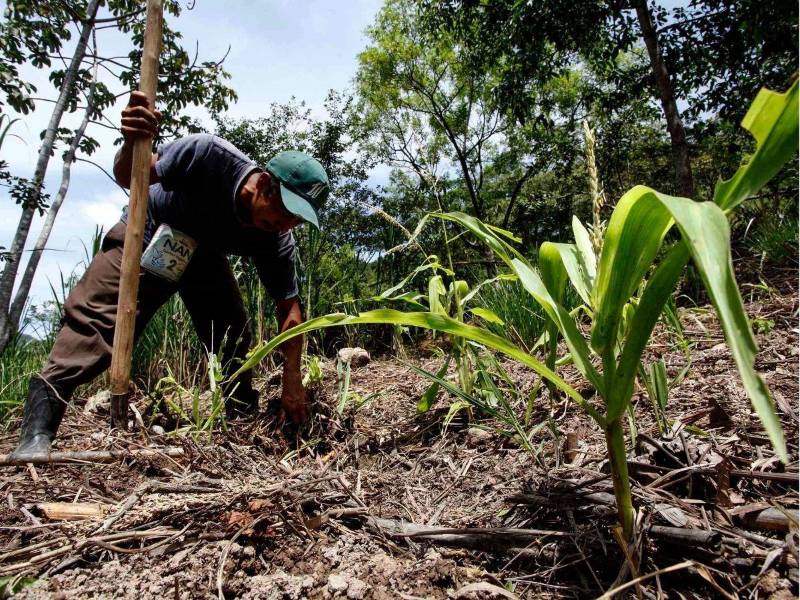 Un agricultor trabaja la tierra en una parcela de cultivo, una actividad que para muchos ha dejado de ser atractiva debido al impacto del cambio climático, los altos costos de los insumos, las bajas ganancias y otros factores que afectan la rentabilidad del campo.