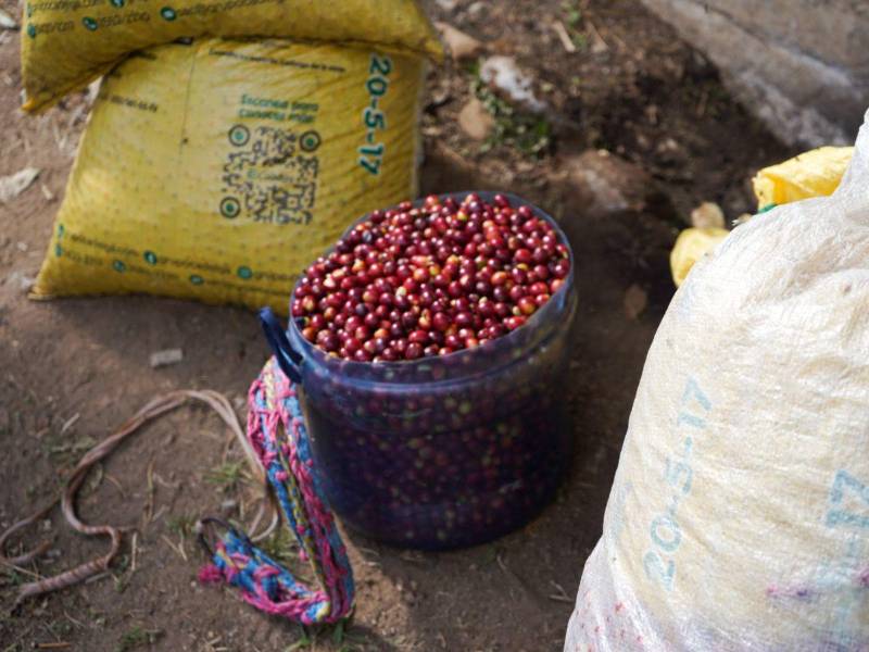 Productores hondureños enfrentan un escenario de volatilidad en el mercado internacional del café, marcado por la reciente caída de los precios del grano.