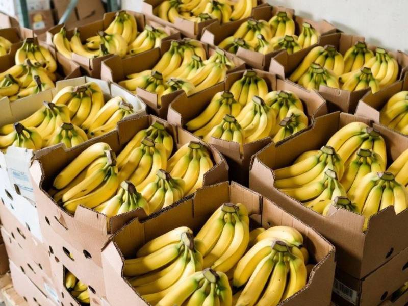 Honduras vendió la caja de banano en 2025 a un precio promedio de $16.48, inferior al de los dos años anteriores, de acuerdo con cifras del Banco Central de Honduras (BCH).