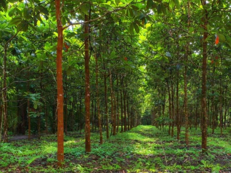 Las invasiones a tierras ejecutadas en los últimos años ha desmotivado a inversionistas privados a desarrollar bosques certificados con fines comerciales.