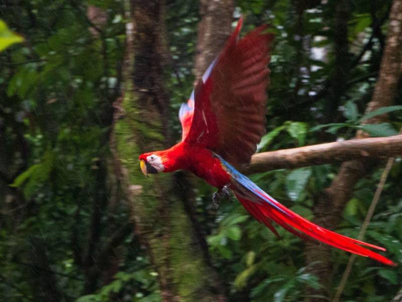 Diez guacamayas rojas volvieron a desplegar sus alas en libertad este lunes 26 de octubre, en medio de las montañas y la vegetación de la cuenca del río Cangrejal, en La Ceiba. Su liberación representa un nuevo paso para recuperar la presencia de una de las aves más queridas y representativas de Honduras en los territorios que alguna vez fueron su hogar.
