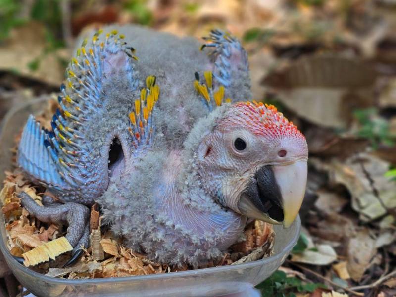 Los primeros polluelos de guacamaya roja de la temporada ya comenzaron a nacer en Copán Ruinas, como parte del programa de reproducción, rescate y conservación que impulsan Macaw Mountain y la Organización para la Protección de las Aves (PRO-ALAS).