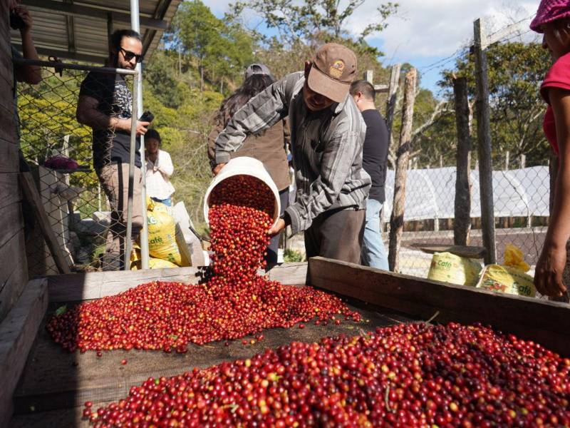 El sector cafetalero busca fortalecer la productividad y la organización para enfrentar los cambios en el mercado global del café.