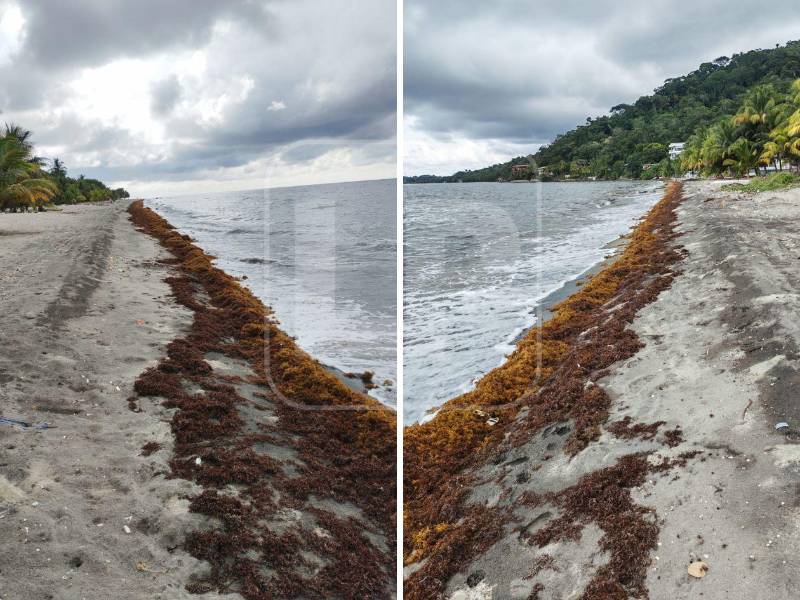 El presidente de los pescadores de Milla Tres, Mario Martínez compartió con LA PRENSA fotos de cómo están las playas a causa del sargazo. El alga se mueve al ritmo de las corrientes y se halla en grandes volúmenes mar adentro.