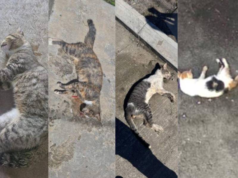 Dueños denuncian que varios gatos llegan a sus hogares en estado agonizante y posteriormente fallecen.