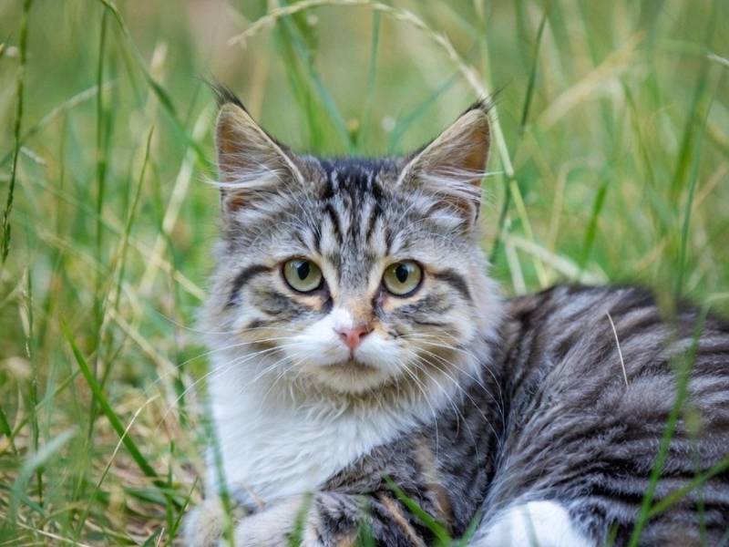 Vecinos denuncian muerte sospechosa de gatos en residencial de La Ceiba.