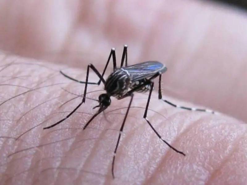 El departamento de Olancho registra 310 casos acumulados en 24 semanas epidemiológicas, con un incremento del 48% en las últimas cinco semanas.